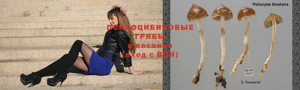 сатива Магадан