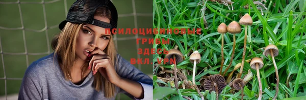 сатива Магадан